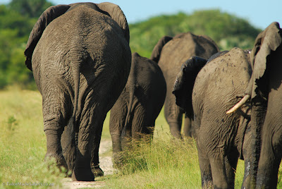 Elephants On The Savannah And Colossal Catch Analysis