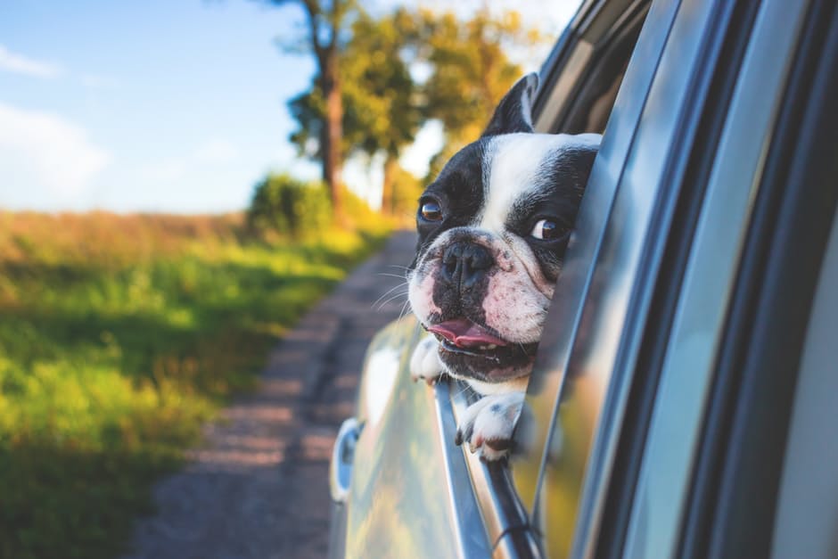 travel dog weeeee - Top Important Tips On Traveling With Your Pet