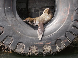 A Cape fur seal on a tyre fender in Victoria harbour.