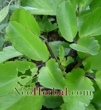 Neo herbal: Manfaat Tanaman Sosor Bebek (Kalanchoe pinnata Pers)Untuk