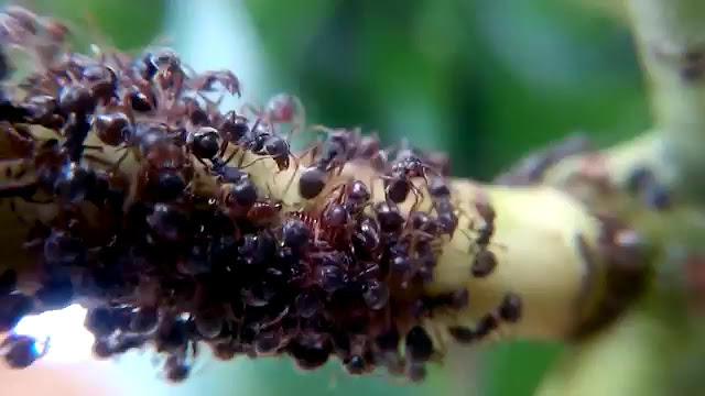 Mengambil Ibrah dari Semut Hitam, Tak Cuma Bergotong Royong, Tapi ini Fakta Unik Semut Mengambil Ibrah dari Semut Hitam, Tak Cuma Bergotong Royong, Tapi ini Fakta Unik Semut