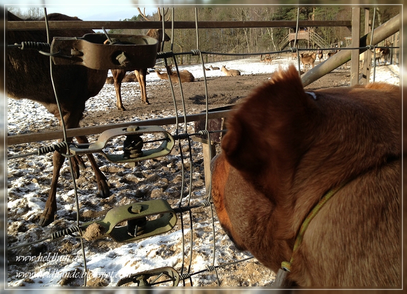 Heldhunde! Spontaner WildparkBesuch