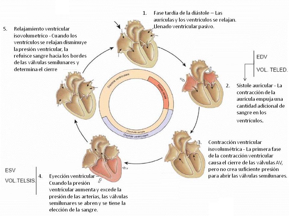 Fisiología Medica COMPONENTES DEL CICLO CARDIACO