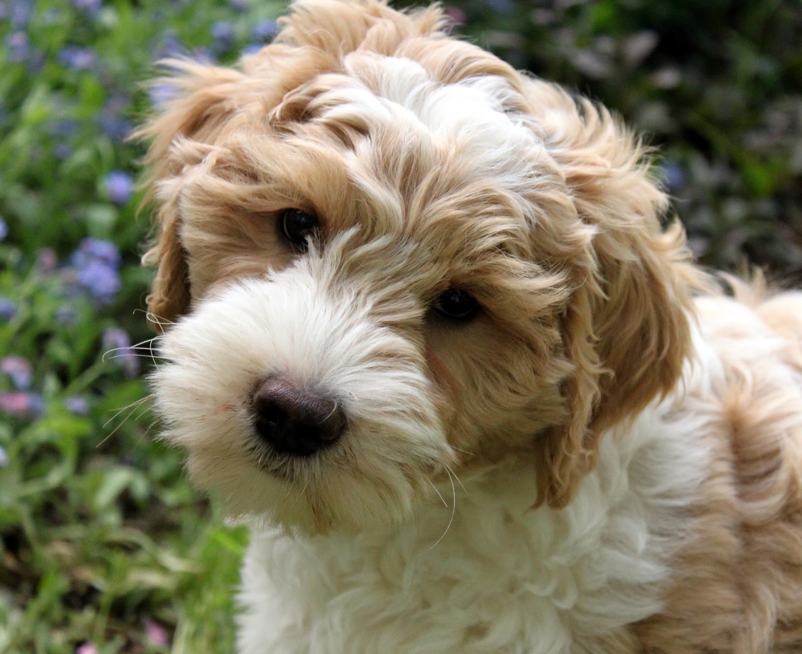 AnnaBlog! Australian Labradoodles and Cockapoos both great combinations!