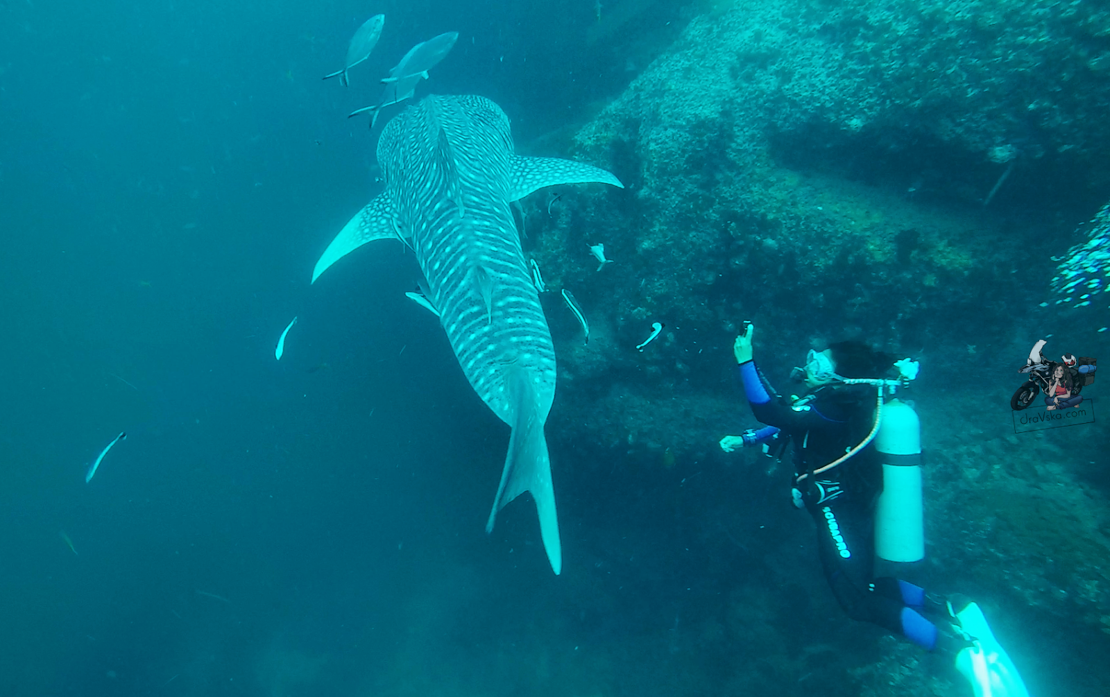 TAJLANDIA - NAJWIĘKSZA RYBA ŚWIATA - nurkowanie z rekinami wielorybimi na Sail Rock