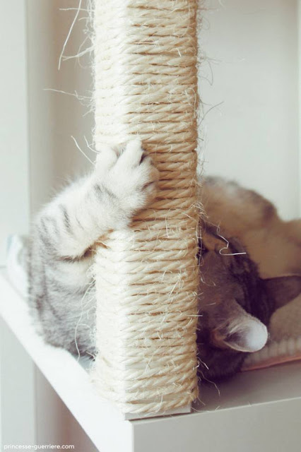 Truques para quem tem gatos em casa! Truques para quem tem gatos em casa!