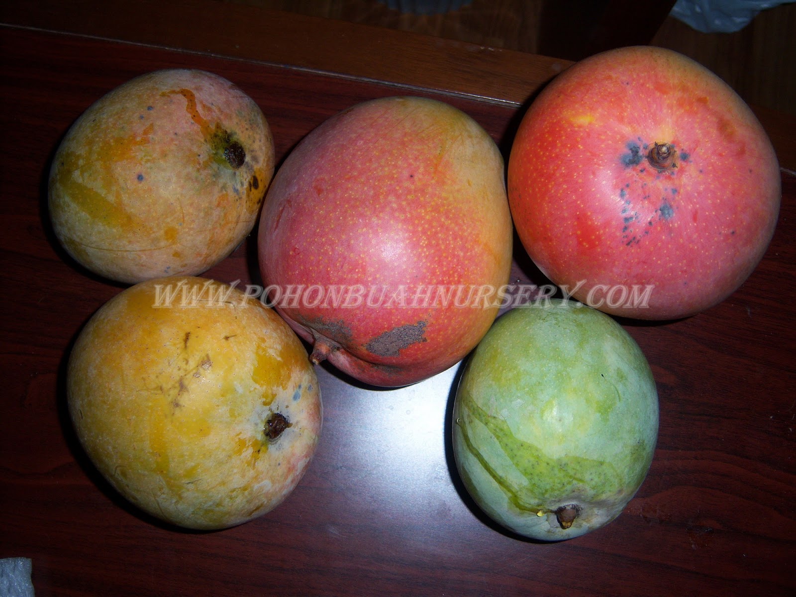 Mangga R2 Gold PBN: Mangga R 2 E 2