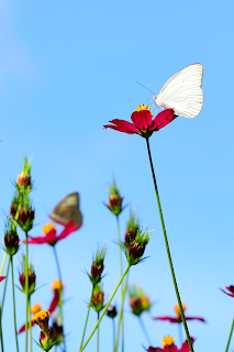 white butterfly on flower