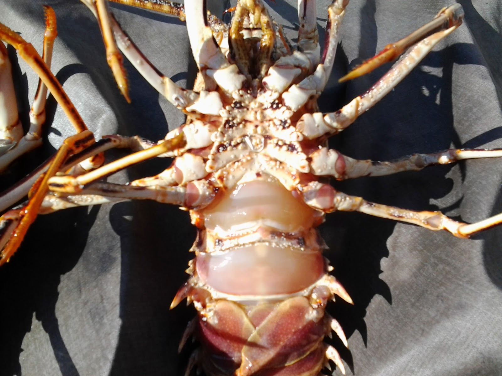 Nueva mirada al mar Langosta común eropea o mediterránea Nueva mirada al mar Langosta común eropea o mediterránea