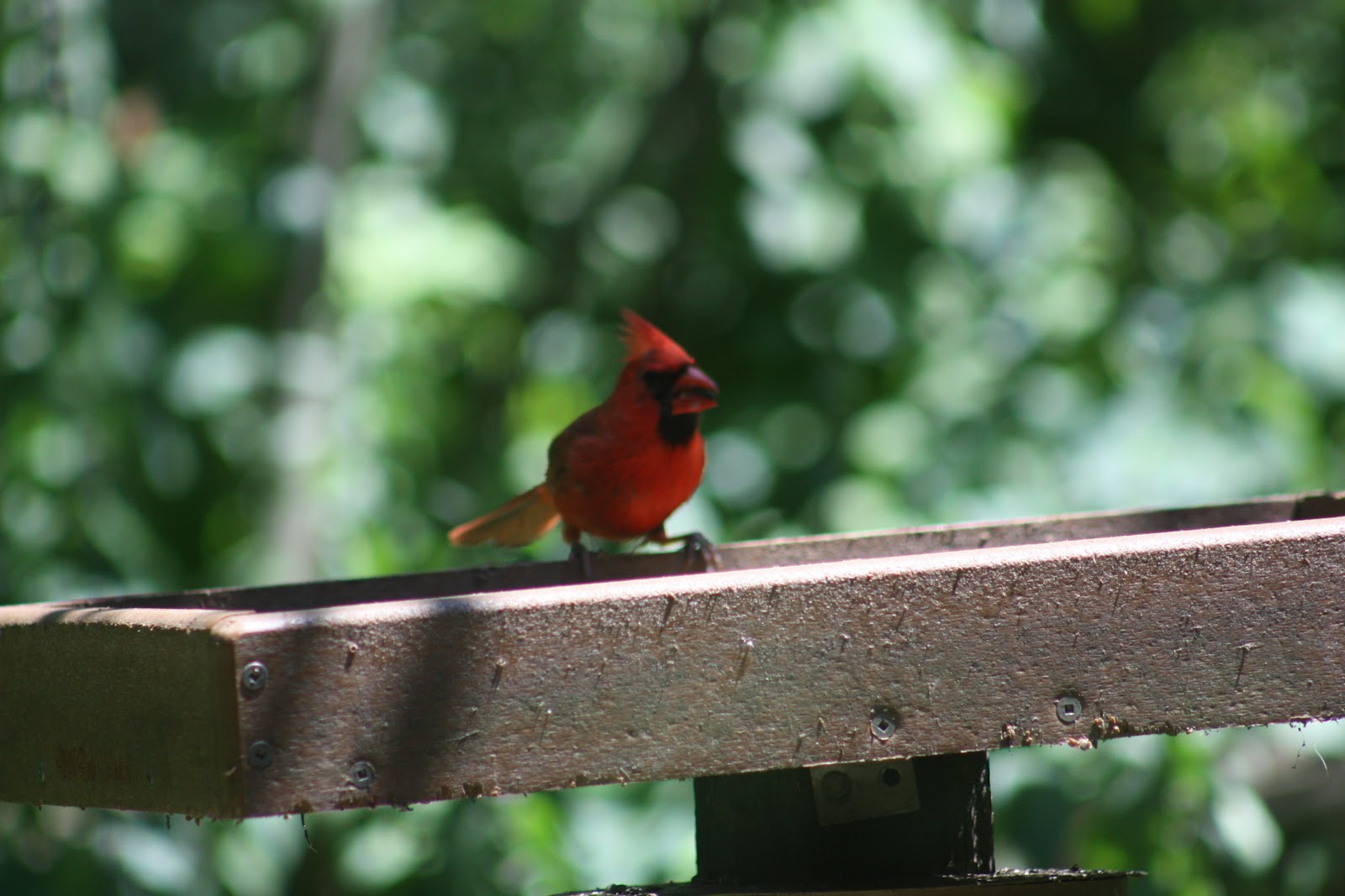 NWI Dunes Birds from the Indiana Dunes State Park Nature Center