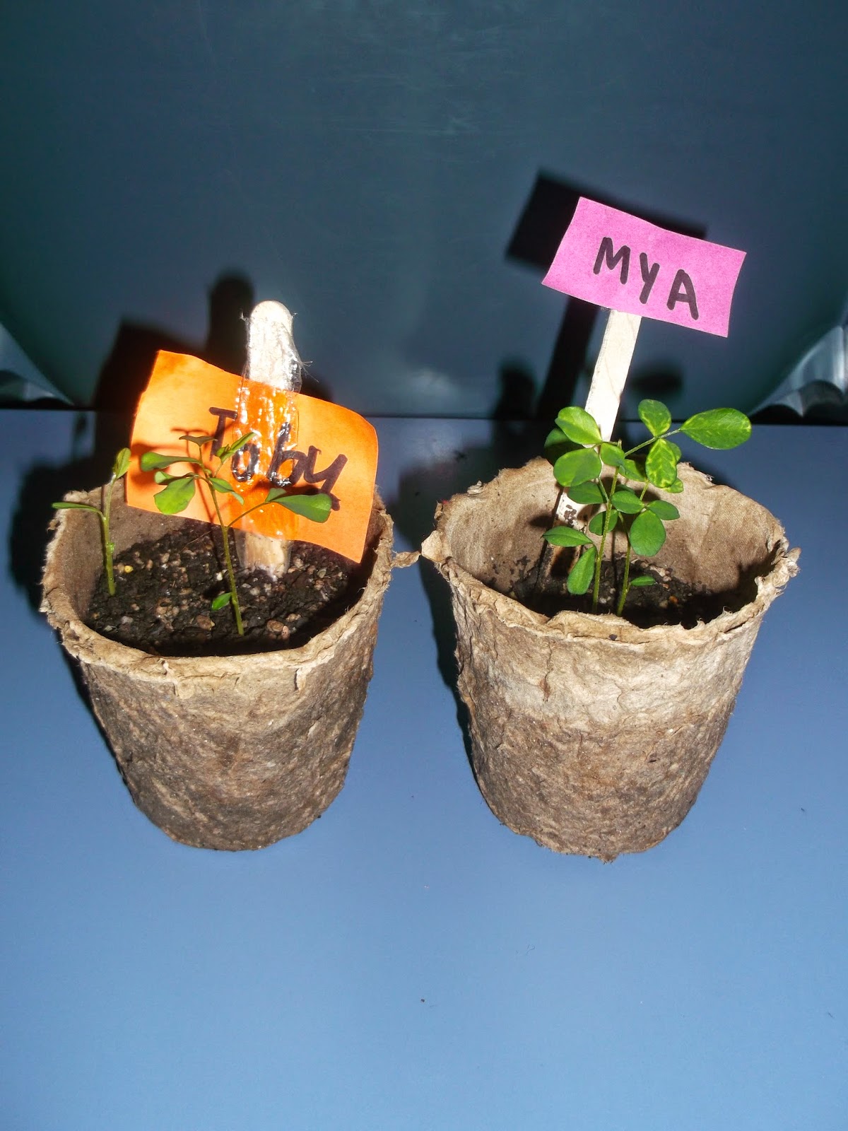 Room 8 Kiddliwinks Our kowhai seeds have grown