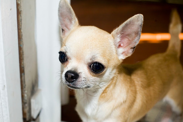 8 Things You Need to Know About the Adorable Teacup Chihuahuas
