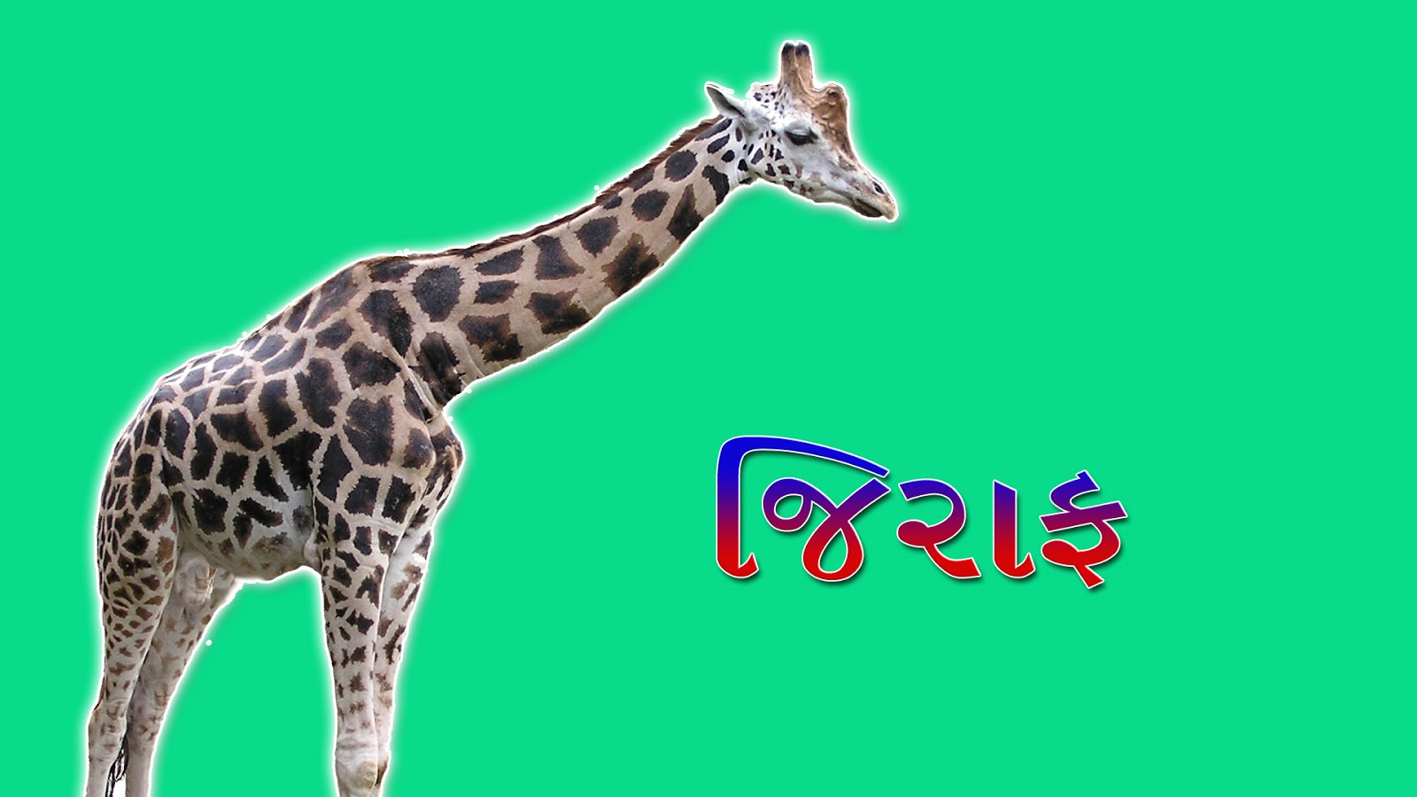 wild animals name in gujarati- गुजराती