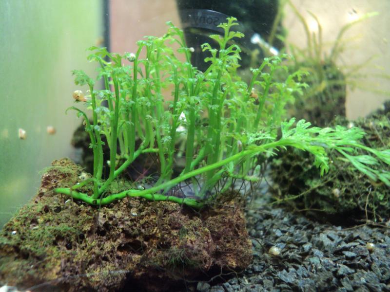cây thủy sinh dương xỉ châu phi mini ra lá nước