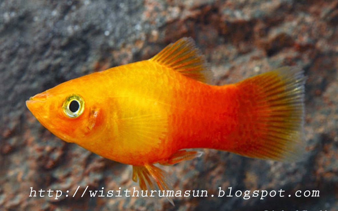 විසිතුරු මසුන් ප්ලේටි