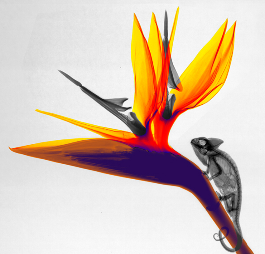 08-Chameleon-Arie-van-t-Riet-Colored-X-ray-Photographs-of-Nature-www-designstack-co