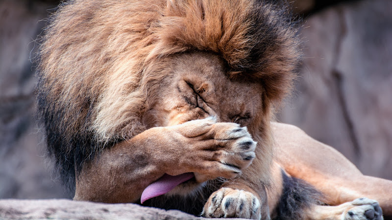 Lion Male at Zoo