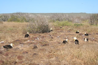 Albatross mating area on Espanola Island, Punta Suarez, Galapagos