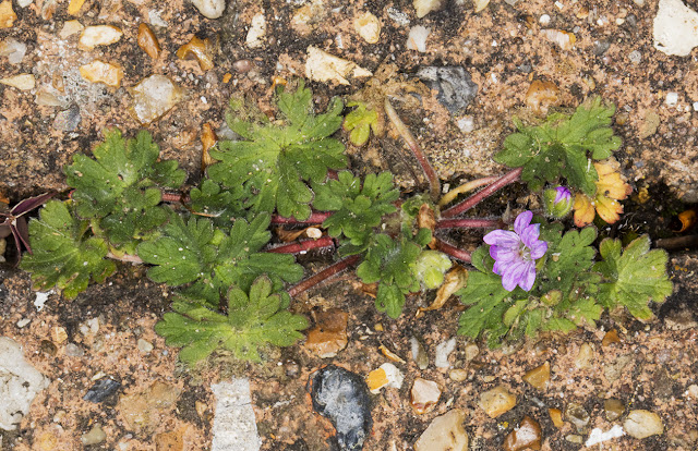 Dove's-foot Crane's-bill, Geranium molle. Saville Row, Hayes, 28 April 2016. Dove's-foot Crane's-bill, Geranium molle. Saville Row, Hayes, 28 April 2016.
