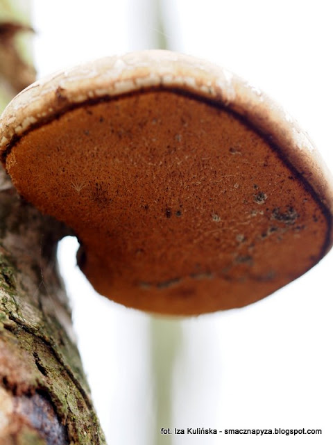 bialoporek-brzozowy piptoporus betulinus, grzyby nadrzewne, atlas grzybow, grzyby gatunkami, gatunek, jaki to grzyb, las bemowski, wiosna, mykologia, grzybobranie