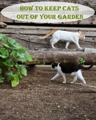 how to keep cats off your garden naturally
