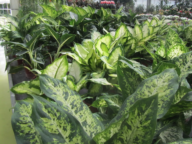 Diverse specie di Dieffenbachia Diverse specie di Dieffenbachia