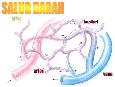 Salur darah manusia arteri vena dan kapilari