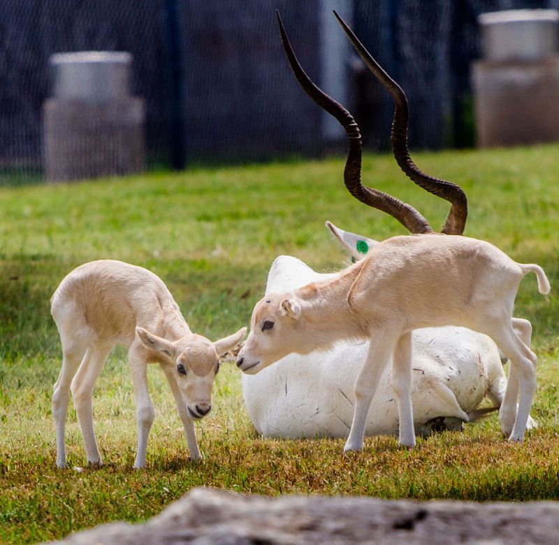 Baby Animals: Calf 1