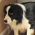 Treating Dog Anxiety | 3 Proven Treatments for Fear of Thunderstorms and Fireworks
