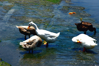 Funny Ducks Animal