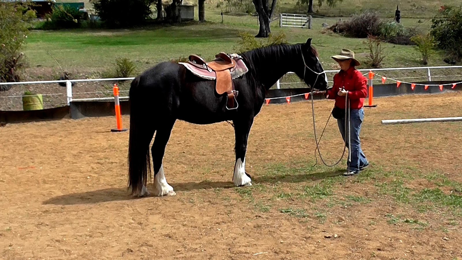 John Lyons (horse trainer) Horse Choices