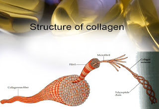 Кой тип колаген за какво е-за стави за кожа за коса,как да изберем колаген тип 1,колаген тип 2,колаген тип 3