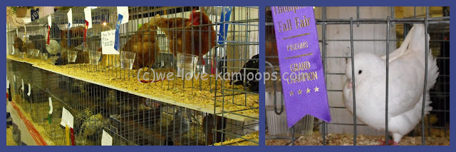 The fowl are in their cages in the barn for display to show the winners.