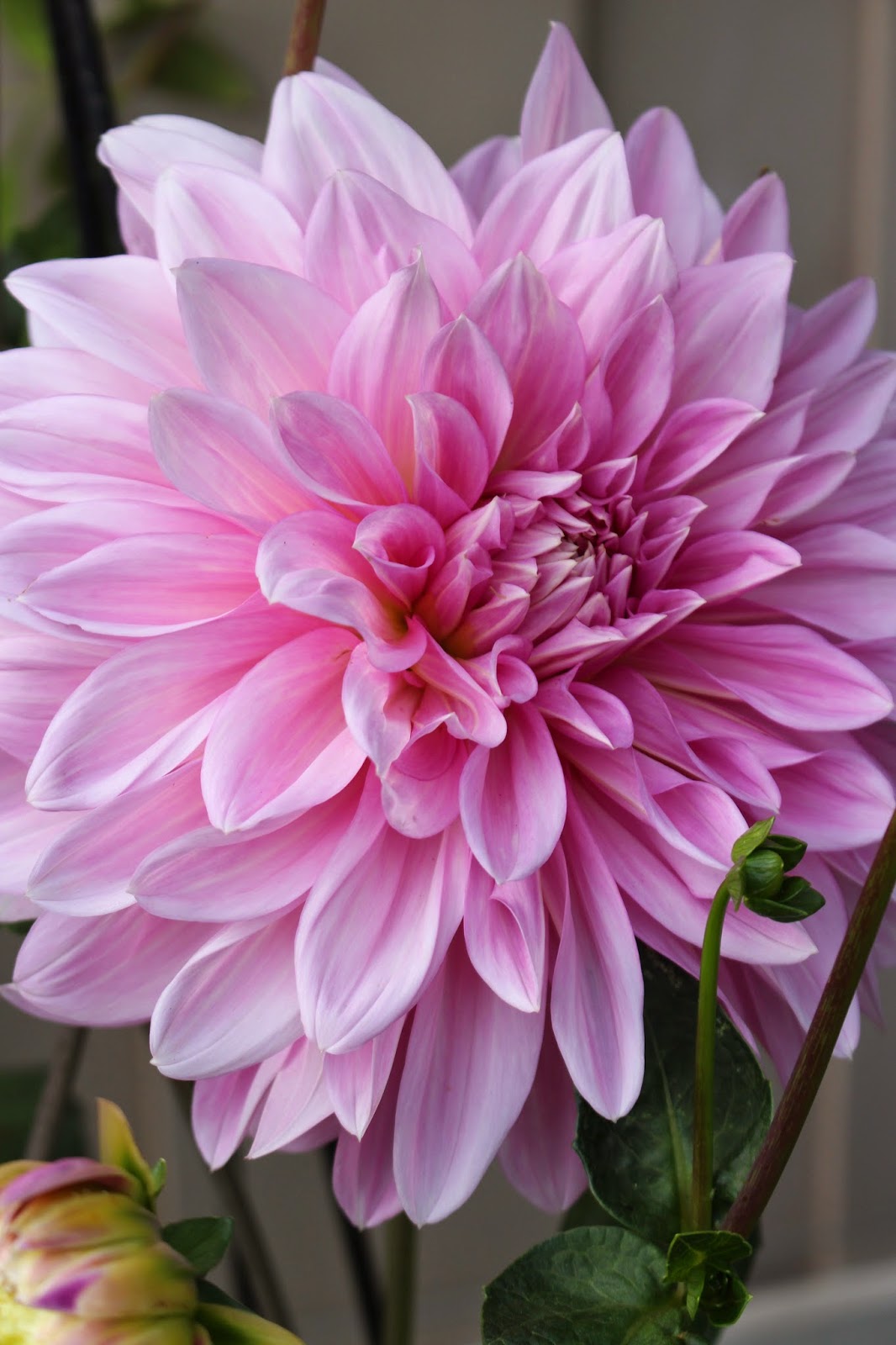 Rooted In Thyme Dahlias in Bloom