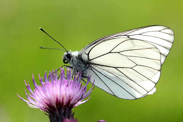 Baumweißling, Aporia crataegi