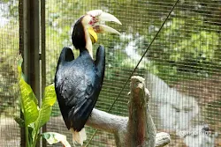 taman burung tmii jakarta