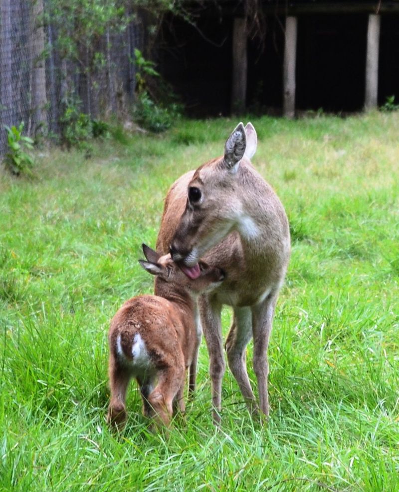 Baby Animals: Deer fawn 3
