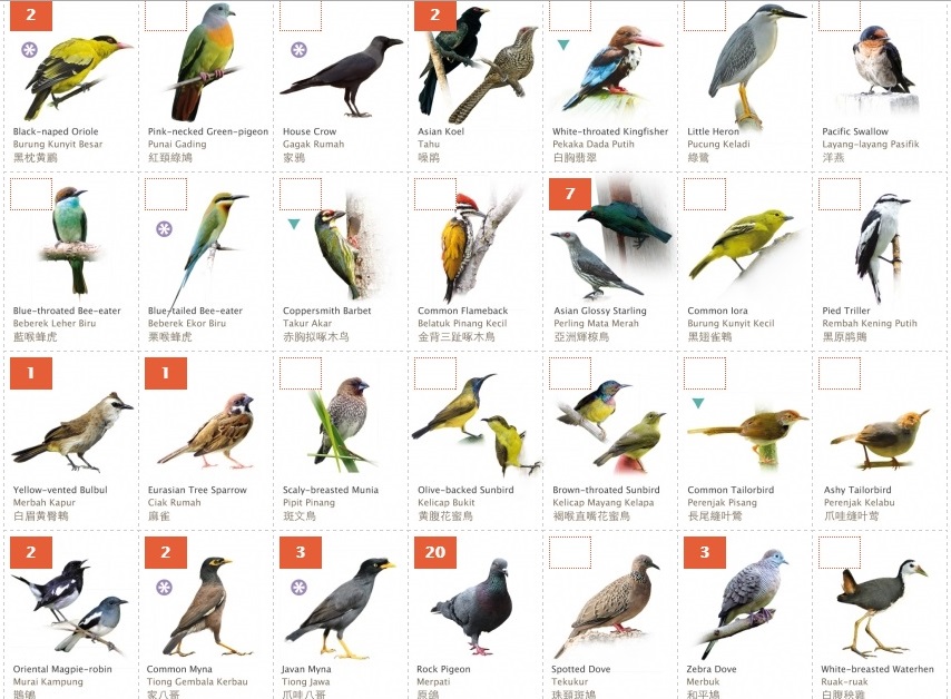 Budding Birdwatcher My Garden Birdwatch 2015