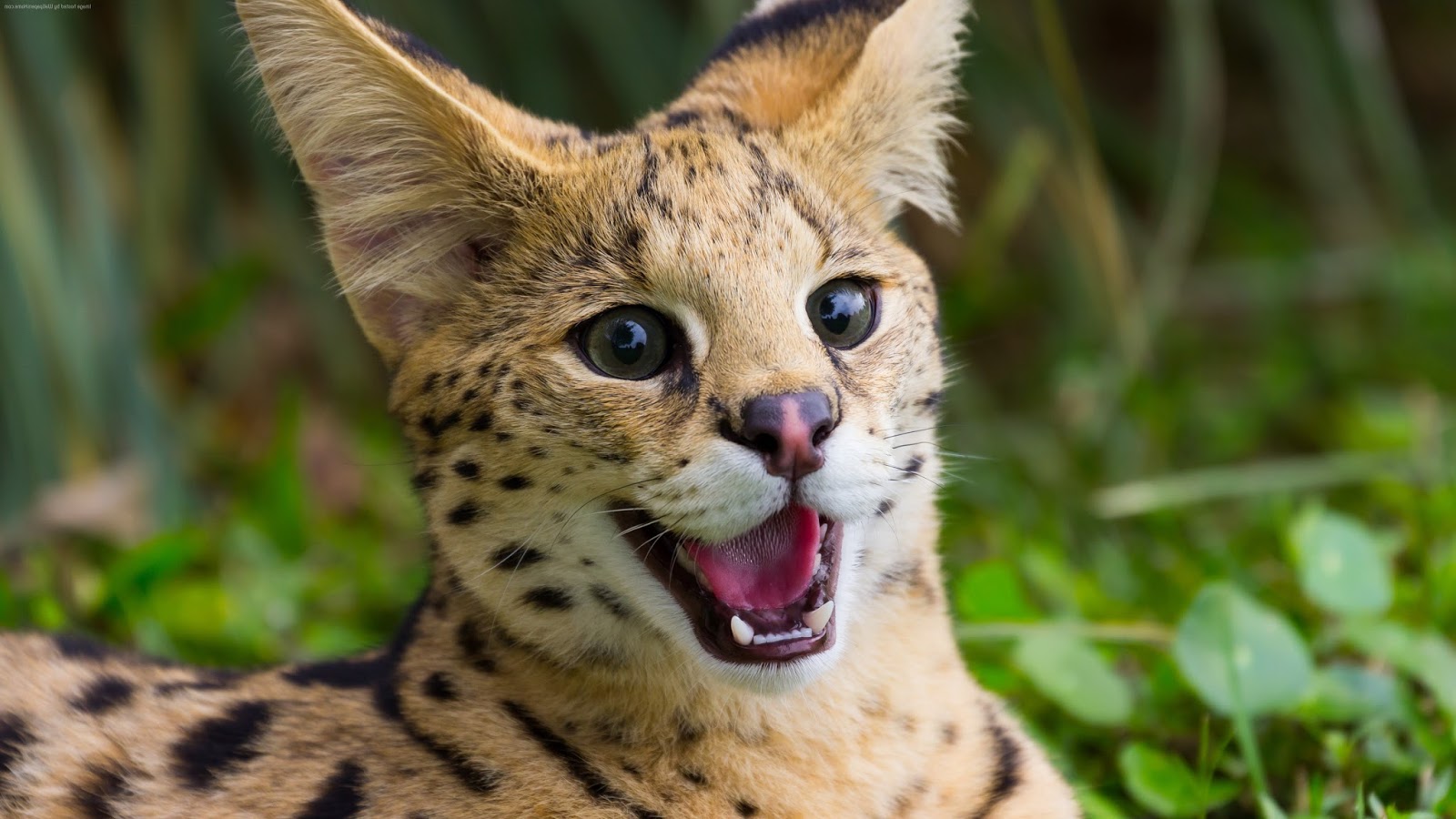 25 Animals Ultra HD Desktop Wallpaper | Funny Interesting Ultra HD