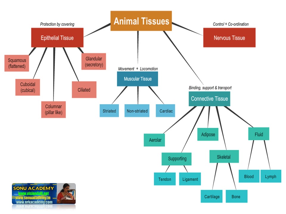 SONU ACADEMY: ANIMAL TISSUES- EPITHELIAL TISSUE-TEXT