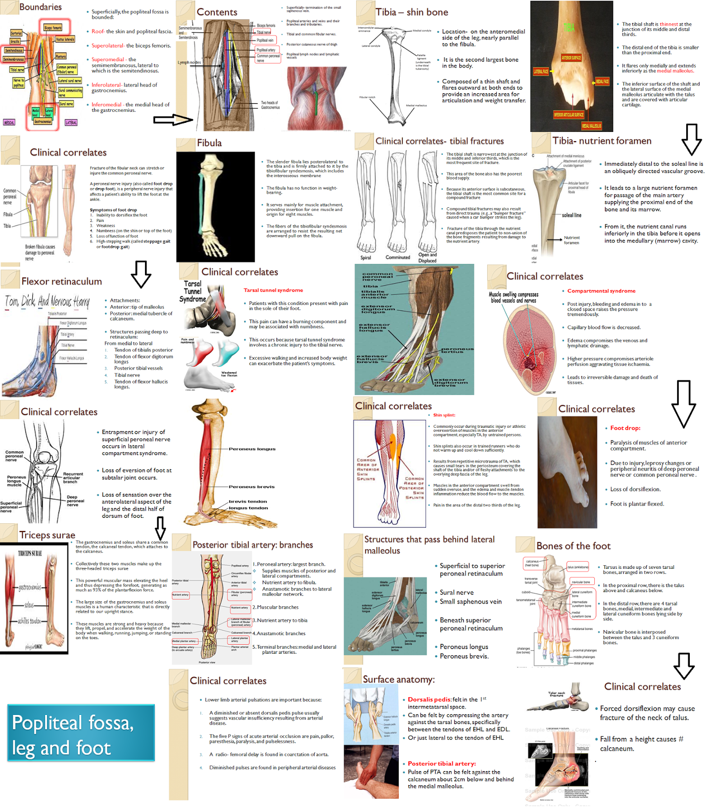 Medical Concept maps Musculoskeletal system