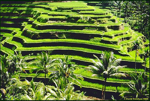Banaue Rice Terraces | Tour Philippines