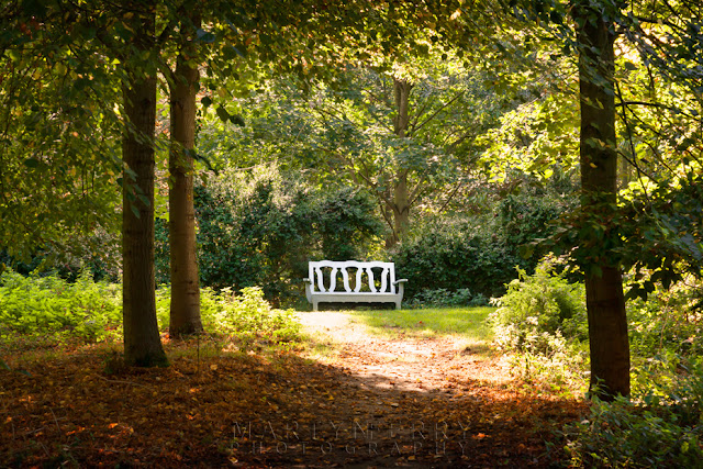 White bench in the warm sunlight between the trees Woodland bench at Oxburgh Hall in Norfolk, lit by the afternoon sun.