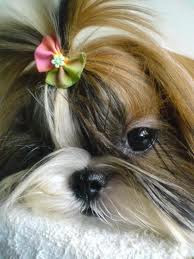 shih tzu mais bonitos do mundo