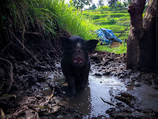 A Black Pig In The Middle Of Rice Field In Agricultural Area At Ringdikit Village, North Bali, Indonesia