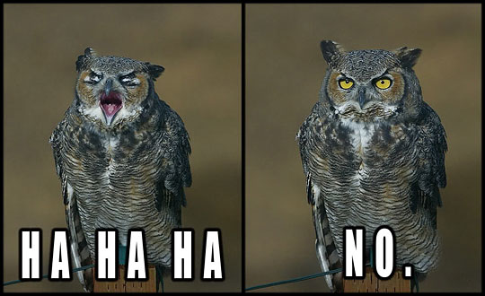 Owl+Laugh+Hahaha+-+No.jpg