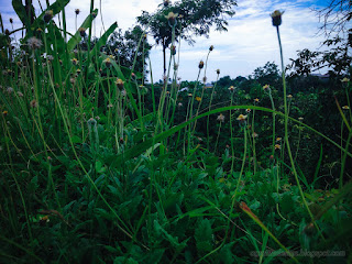 Fresh Grass Flowers And Shrubs In The Field At Banjar Kuwum, Ringdikit Village, North Bali, Indonesia