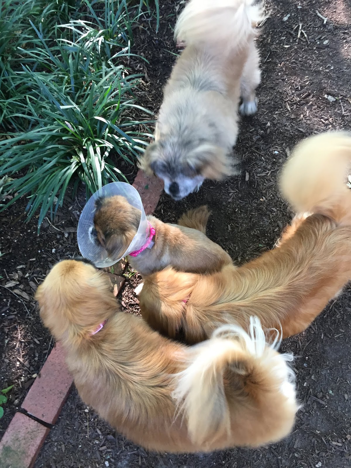 Must Love Pekes MATILDA AND CATARACT SURGERY