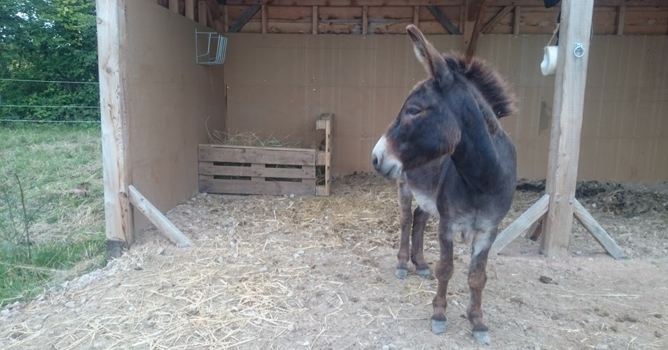 Femme Fait L'amour Avec Un Ane Linoa's diary: Argile : Entorse chez le cheval/âne