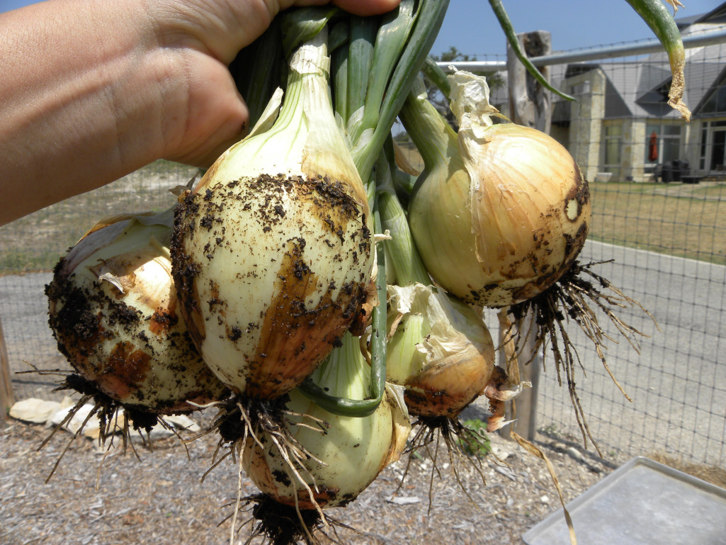 Diane's Texas Garden Onion Harvest